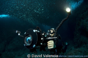 This diver videos a swim through a huge school of green j... by David Valencia 